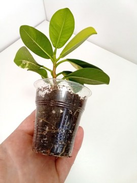 Фикус Green Island Variegated мал 02052022 2